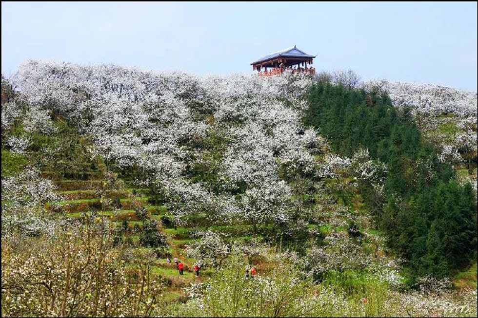 【春天，广西桂林灌阳县向您发出邀请！】我们在灌阳看梨花 - 游山玩水 - 吴忠生活社区 - 吴忠28生活网 wuzhong.28life.net
