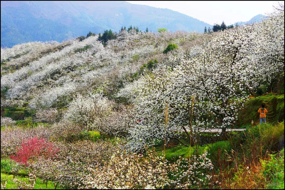 【春天，广西桂林灌阳县向您发出邀请！】我们在灌阳看梨花 - 游山玩水 - 吴忠生活社区 - 吴忠28生活网 wuzhong.28life.net