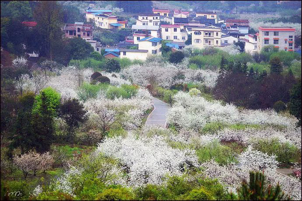 【春天，广西桂林灌阳县向您发出邀请！】我们在灌阳看梨花 - 游山玩水 - 吴忠生活社区 - 吴忠28生活网 wuzhong.28life.net