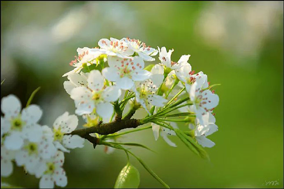 【春天，广西桂林灌阳县向您发出邀请！】我们在灌阳看梨花 - 游山玩水 - 吴忠生活社区 - 吴忠28生活网 wuzhong.28life.net