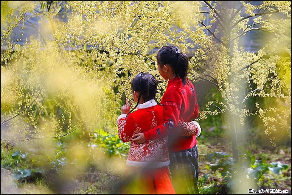 【春天，广西桂林灌阳县向您发出邀请！】米珠山前有片山苍子花在飘香 - 游山玩水 - 吴忠生活社区 - 吴忠28生活网 wuzhong.28life.net