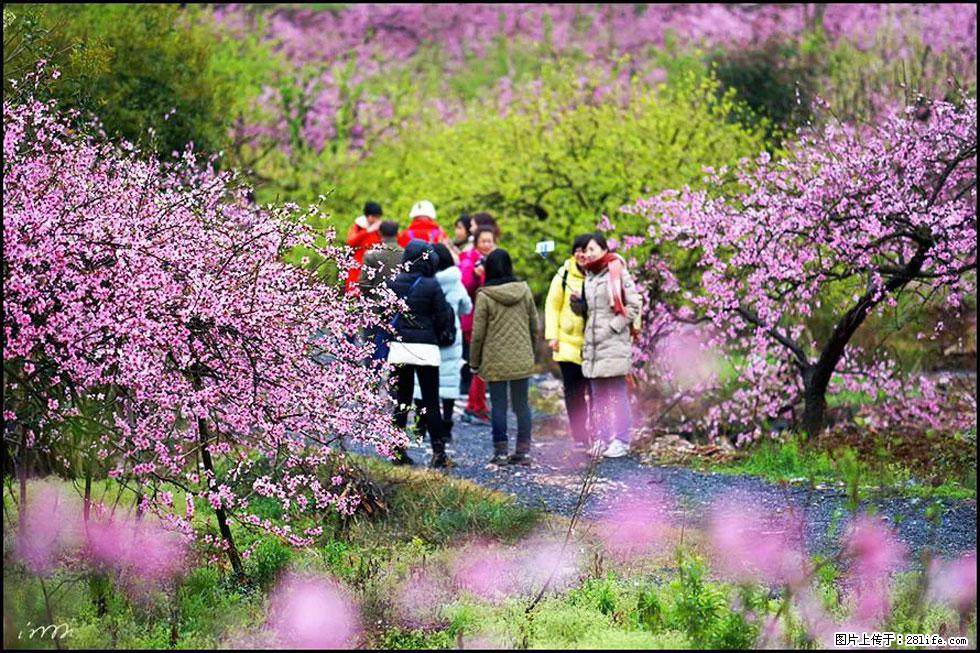 【春天，广西桂林灌阳县向您发出邀请！】官庄村有个醉美的桃花园 - 游山玩水 - 吴忠生活社区 - 吴忠28生活网 wuzhong.28life.net