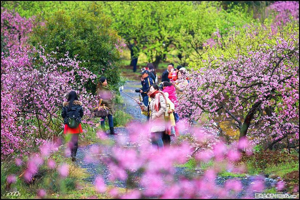 【春天，广西桂林灌阳县向您发出邀请！】官庄村有个醉美的桃花园 - 游山玩水 - 吴忠生活社区 - 吴忠28生活网 wuzhong.28life.net