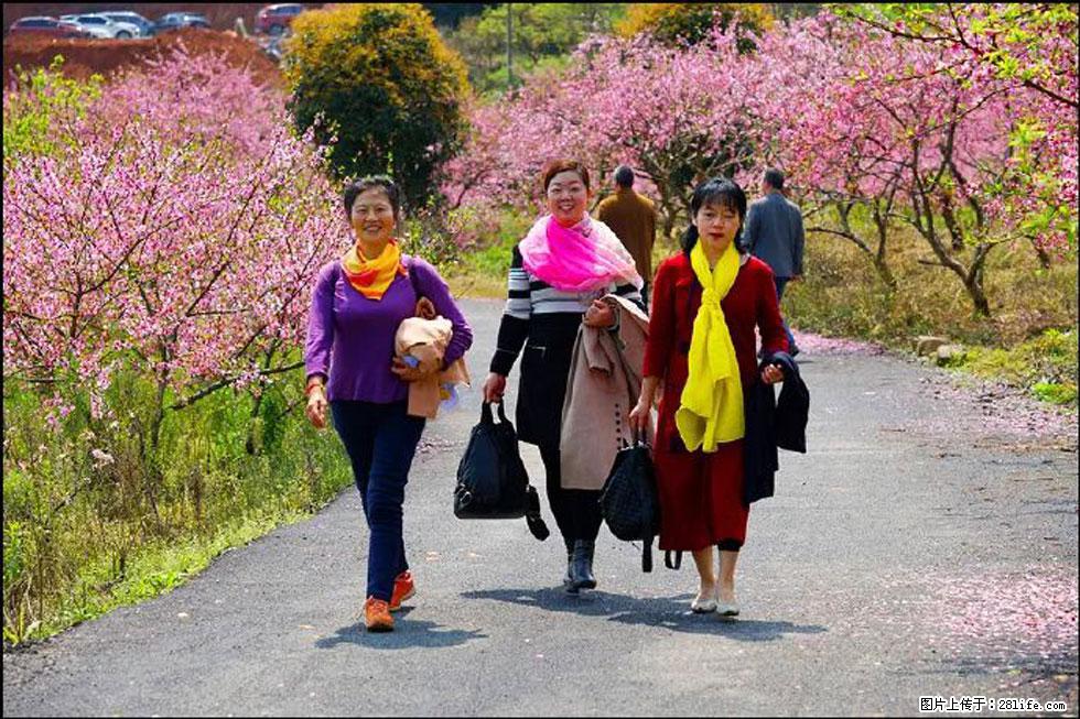 【春天，广西桂林灌阳县向您发出邀请！】官庄村有个醉美的桃花园 - 游山玩水 - 吴忠生活社区 - 吴忠28生活网 wuzhong.28life.net
