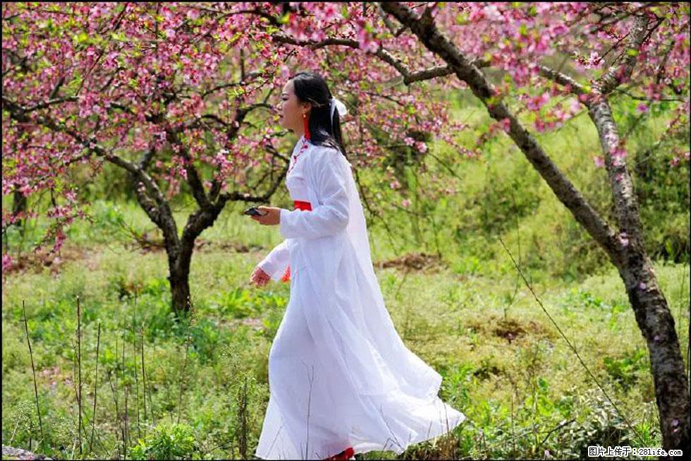 【春天，广西桂林灌阳县向您发出邀请！】官庄村有个醉美的桃花园 - 游山玩水 - 吴忠生活社区 - 吴忠28生活网 wuzhong.28life.net