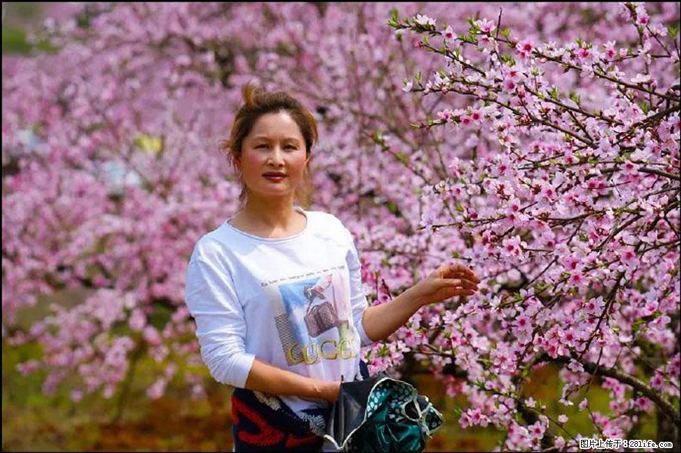 【春天，广西桂林灌阳县向您发出邀请！】官庄村有个醉美的桃花园 - 游山玩水 - 吴忠生活社区 - 吴忠28生活网 wuzhong.28life.net