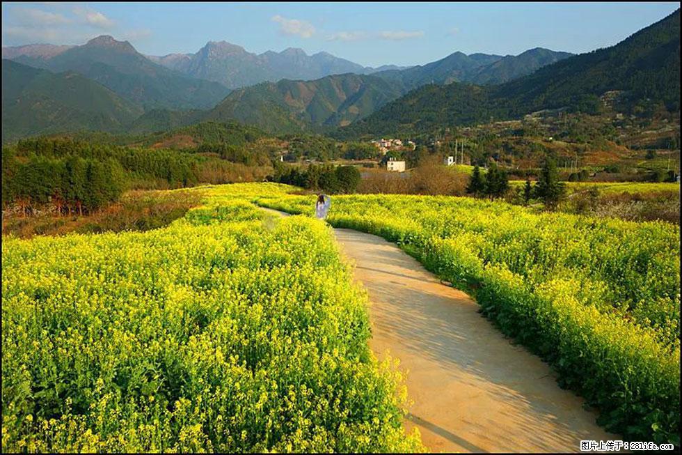 【春天，广西桂林灌阳县向您发出邀请！】长坪村油菜盛情花开 - 游山玩水 - 吴忠生活社区 - 吴忠28生活网 wuzhong.28life.net