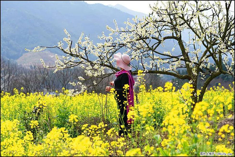 【春天，广西桂林灌阳县向您发出邀请！】长坪村油菜盛情花开 - 游山玩水 - 吴忠生活社区 - 吴忠28生活网 wuzhong.28life.net