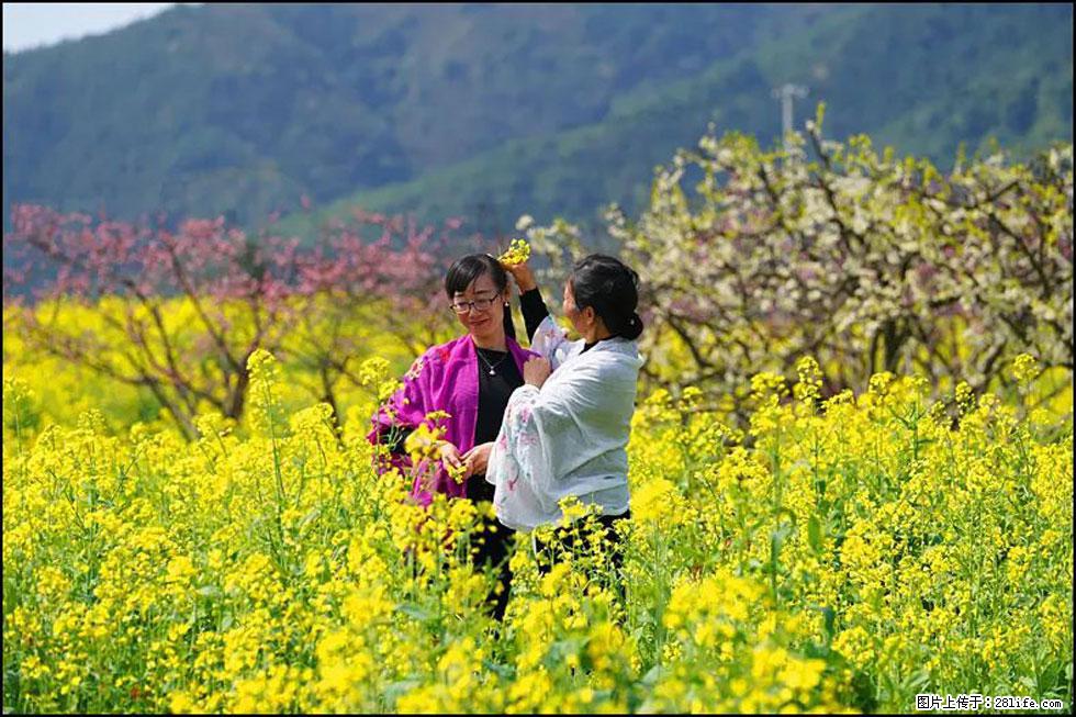 【春天，广西桂林灌阳县向您发出邀请！】长坪村油菜盛情花开 - 游山玩水 - 吴忠生活社区 - 吴忠28生活网 wuzhong.28life.net