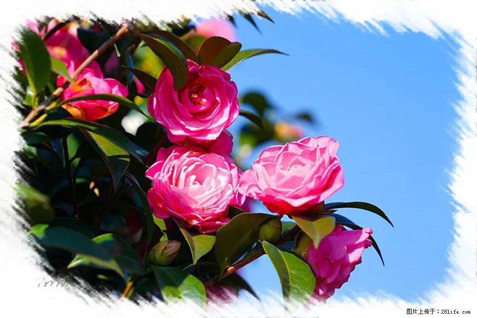 【春天，广西桂林灌阳县向您发出邀请！】杨柳井茶花惹人爱 - 游山玩水 - 吴忠生活社区 - 吴忠28生活网 wuzhong.28life.net