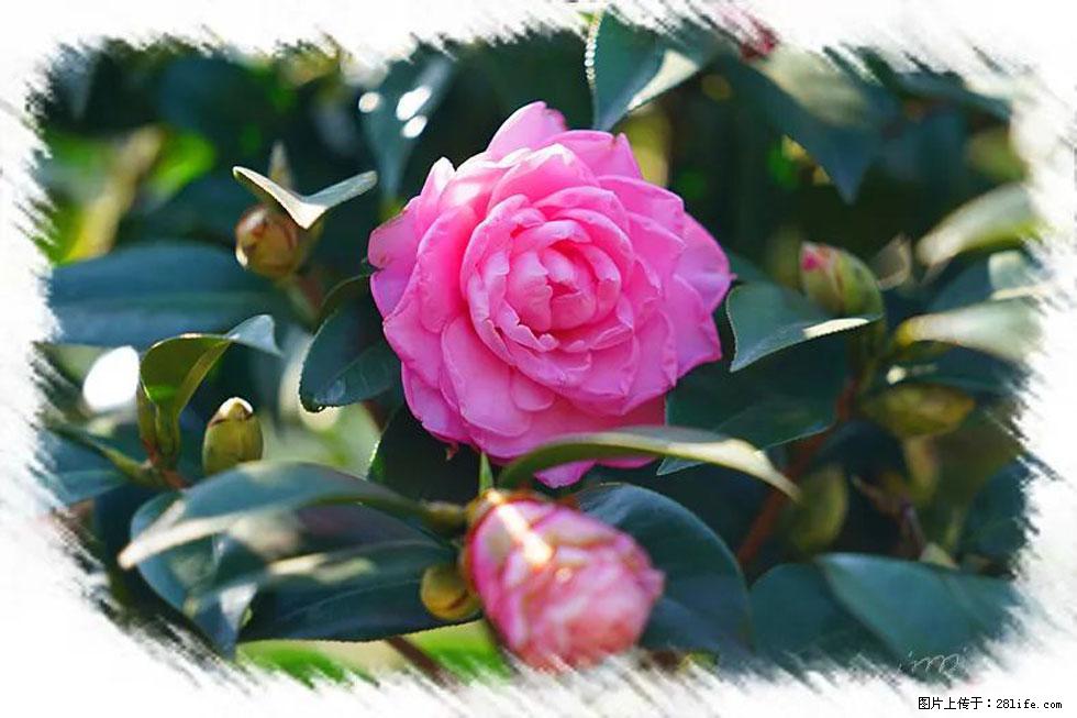 【春天，广西桂林灌阳县向您发出邀请！】杨柳井茶花惹人爱 - 游山玩水 - 吴忠生活社区 - 吴忠28生活网 wuzhong.28life.net