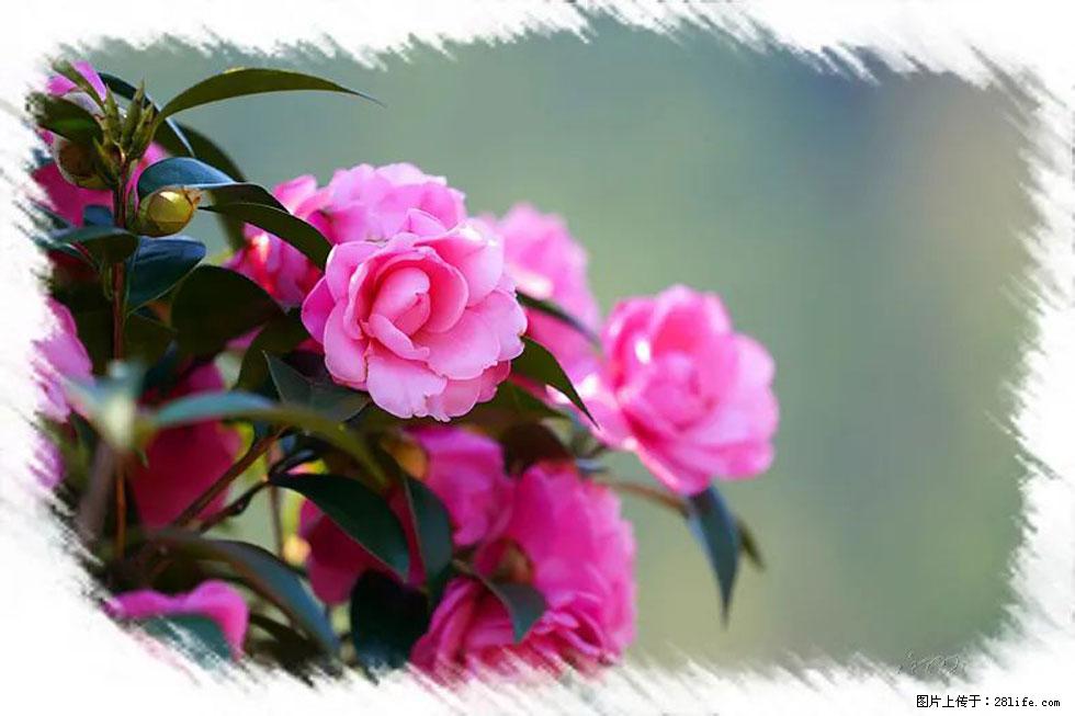 【春天，广西桂林灌阳县向您发出邀请！】杨柳井茶花惹人爱 - 游山玩水 - 吴忠生活社区 - 吴忠28生活网 wuzhong.28life.net