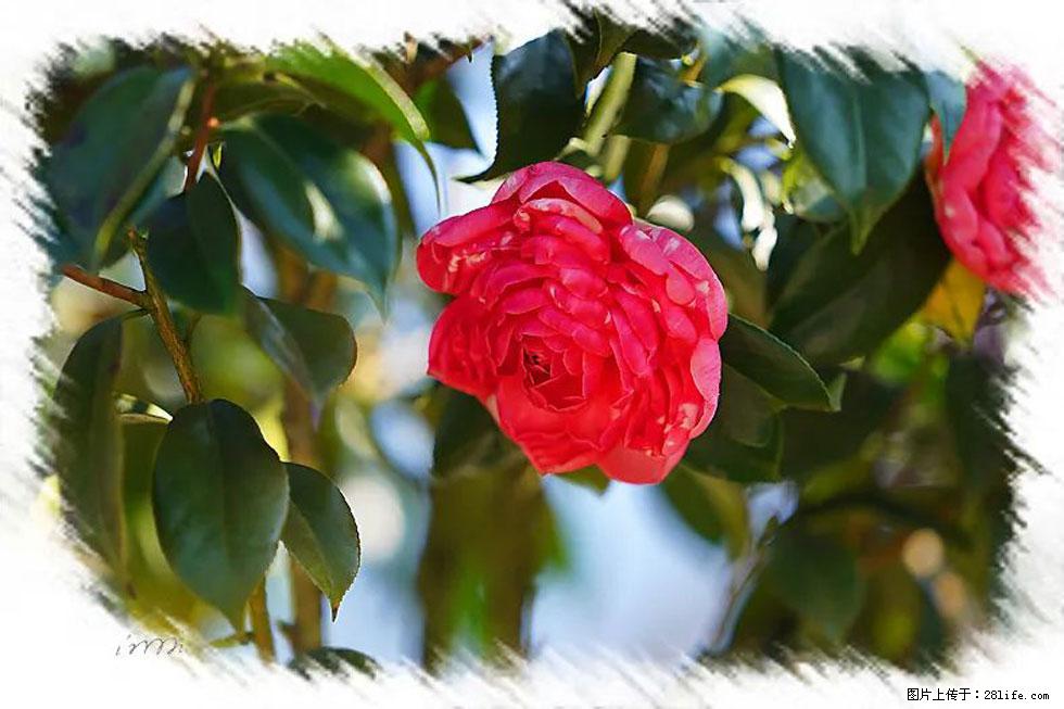 【春天，广西桂林灌阳县向您发出邀请！】杨柳井茶花惹人爱 - 游山玩水 - 吴忠生活社区 - 吴忠28生活网 wuzhong.28life.net