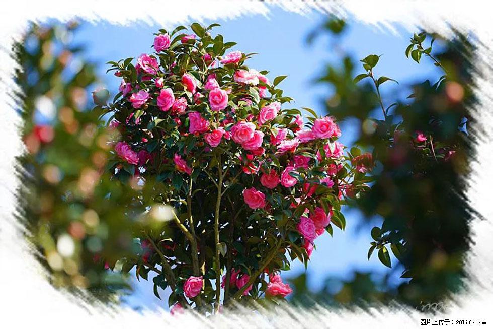 【春天，广西桂林灌阳县向您发出邀请！】杨柳井茶花惹人爱 - 游山玩水 - 吴忠生活社区 - 吴忠28生活网 wuzhong.28life.net