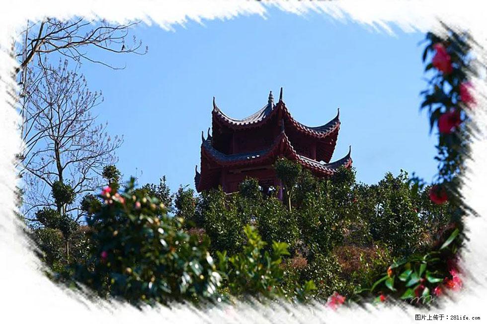 【春天，广西桂林灌阳县向您发出邀请！】杨柳井茶花惹人爱 - 游山玩水 - 吴忠生活社区 - 吴忠28生活网 wuzhong.28life.net