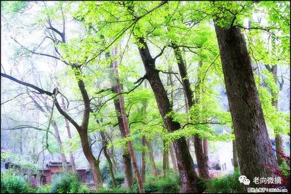 【春天，广西桂林灌阳县向您发出邀请！】在小龙村与春天约会 - 游山玩水 - 吴忠生活社区 - 吴忠28生活网 wuzhong.28life.net