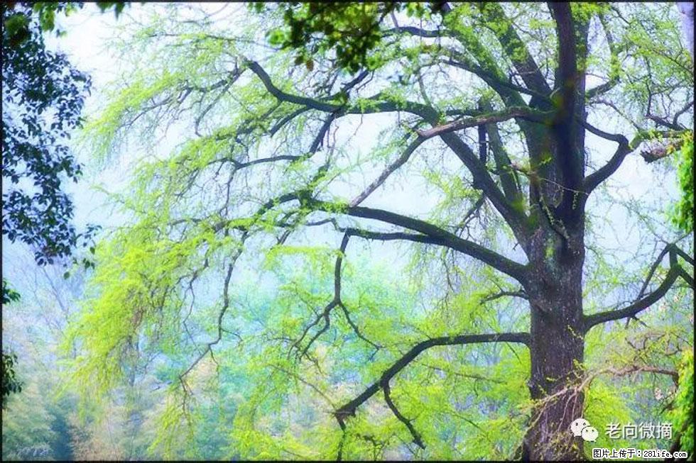 【春天，广西桂林灌阳县向您发出邀请！】在小龙村与春天约会 - 游山玩水 - 吴忠生活社区 - 吴忠28生活网 wuzhong.28life.net