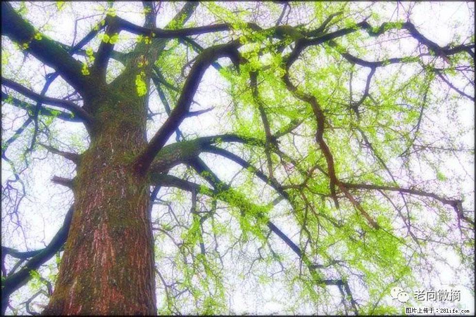 【春天，广西桂林灌阳县向您发出邀请！】在小龙村与春天约会 - 游山玩水 - 吴忠生活社区 - 吴忠28生活网 wuzhong.28life.net