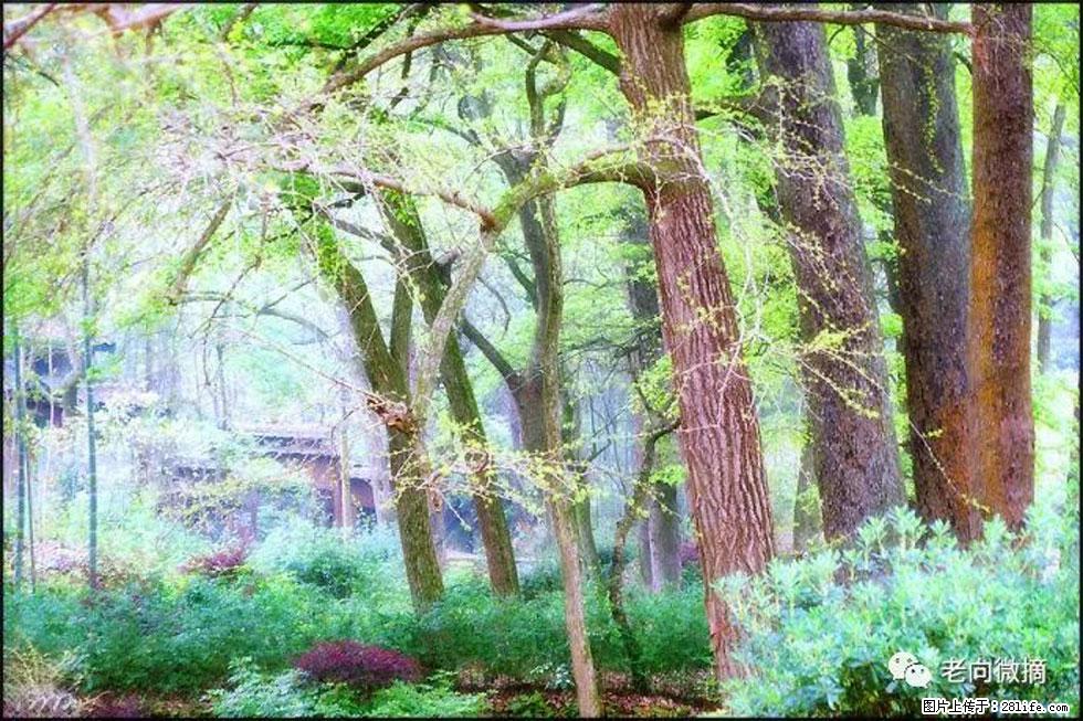【春天，广西桂林灌阳县向您发出邀请！】在小龙村与春天约会 - 游山玩水 - 吴忠生活社区 - 吴忠28生活网 wuzhong.28life.net