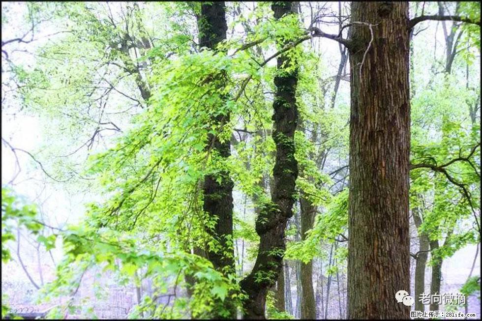 【春天，广西桂林灌阳县向您发出邀请！】在小龙村与春天约会 - 游山玩水 - 吴忠生活社区 - 吴忠28生活网 wuzhong.28life.net