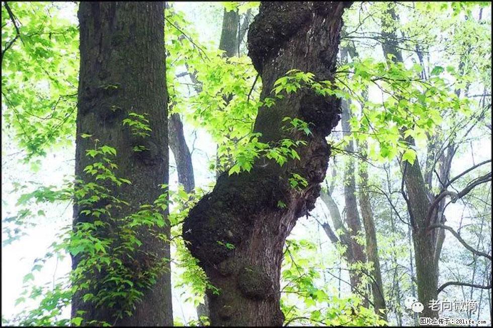【春天，广西桂林灌阳县向您发出邀请！】在小龙村与春天约会 - 游山玩水 - 吴忠生活社区 - 吴忠28生活网 wuzhong.28life.net