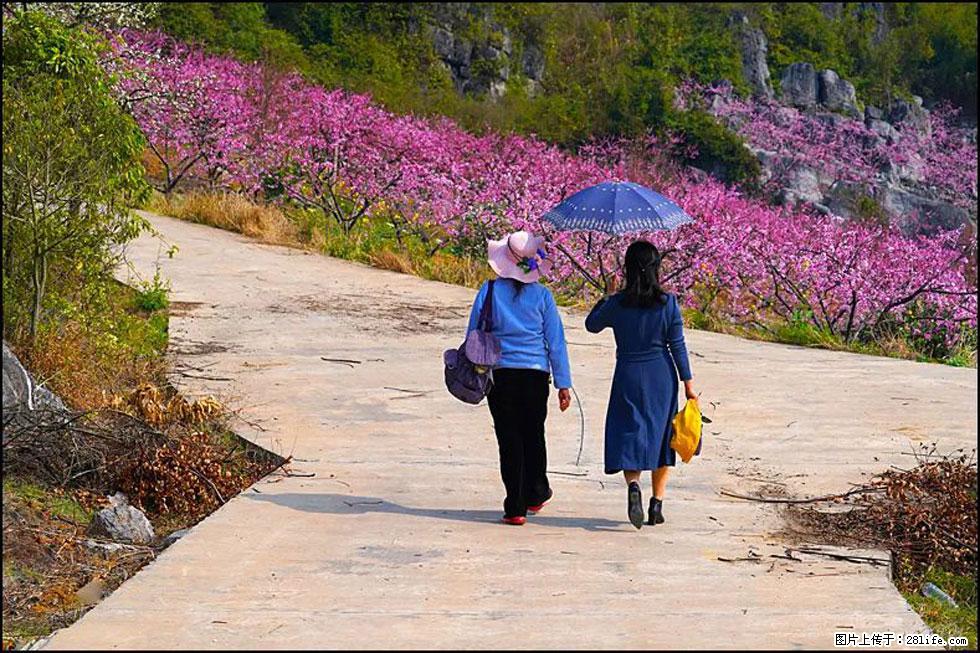 【春天，广西桂林灌阳县向您发出邀请！】望月岭上桃花开 - 游山玩水 - 吴忠生活社区 - 吴忠28生活网 wuzhong.28life.net