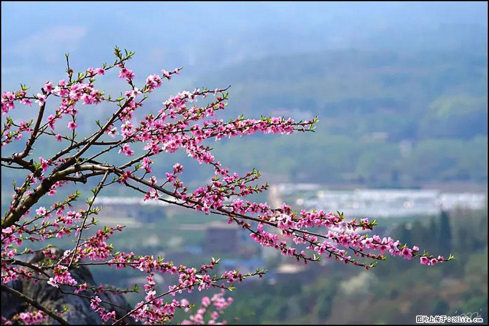 【春天，广西桂林灌阳县向您发出邀请！】望月岭上桃花开 - 游山玩水 - 吴忠生活社区 - 吴忠28生活网 wuzhong.28life.net