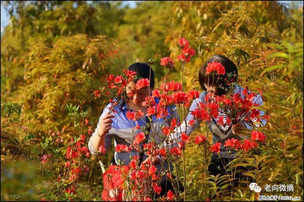 【春天，广西桂林灌阳县向您发出邀请！】登麒麟山，相约映山红 - 游山玩水 - 吴忠生活社区 - 吴忠28生活网 wuzhong.28life.net