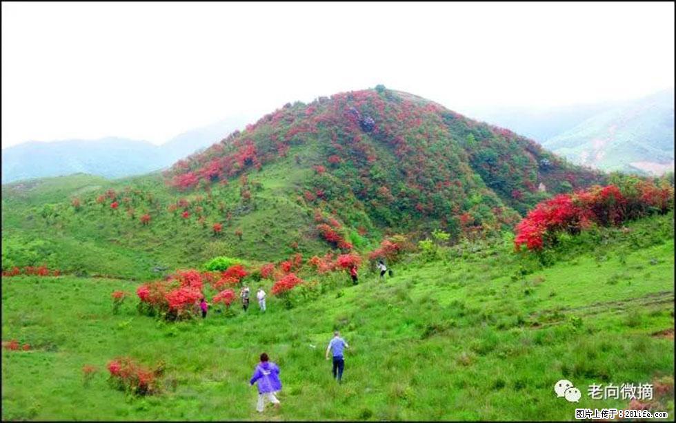 【春天，广西桂林灌阳县向您发出邀请！】宝盖山上映山红 - 游山玩水 - 吴忠生活社区 - 吴忠28生活网 wuzhong.28life.net