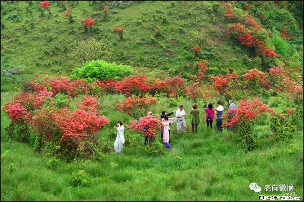 【春天，广西桂林灌阳县向您发出邀请！】宝盖山上映山红 - 游山玩水 - 吴忠生活社区 - 吴忠28生活网 wuzhong.28life.net