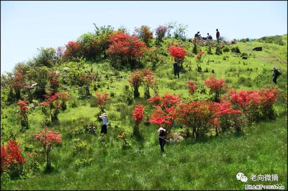 【春天，广西桂林灌阳县向您发出邀请！】宝盖山上映山红 - 游山玩水 - 吴忠生活社区 - 吴忠28生活网 wuzhong.28life.net