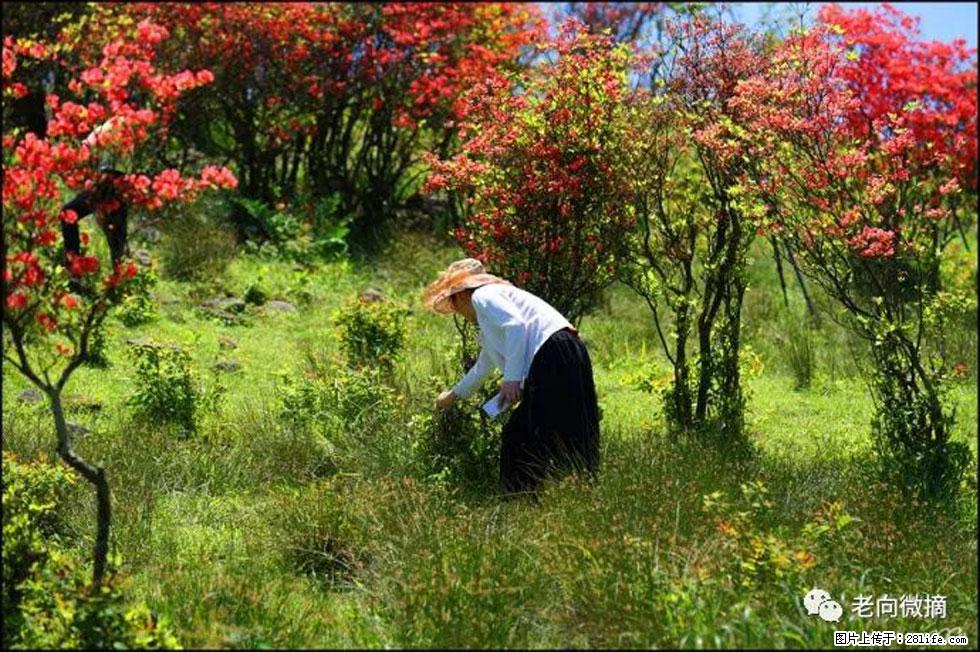 【春天，广西桂林灌阳县向您发出邀请！】宝盖山上映山红 - 游山玩水 - 吴忠生活社区 - 吴忠28生活网 wuzhong.28life.net