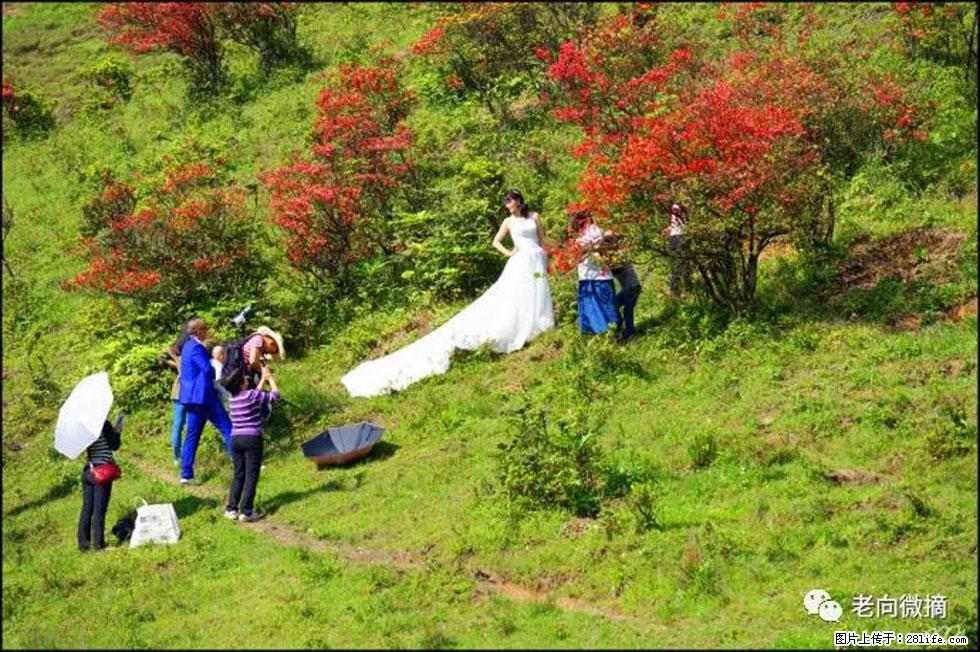 【春天，广西桂林灌阳县向您发出邀请！】宝盖山上映山红 - 游山玩水 - 吴忠生活社区 - 吴忠28生活网 wuzhong.28life.net