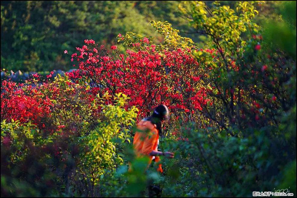 【春天，广西桂林灌阳县向您发出邀请！】春木界上映山红 - 游山玩水 - 吴忠生活社区 - 吴忠28生活网 wuzhong.28life.net