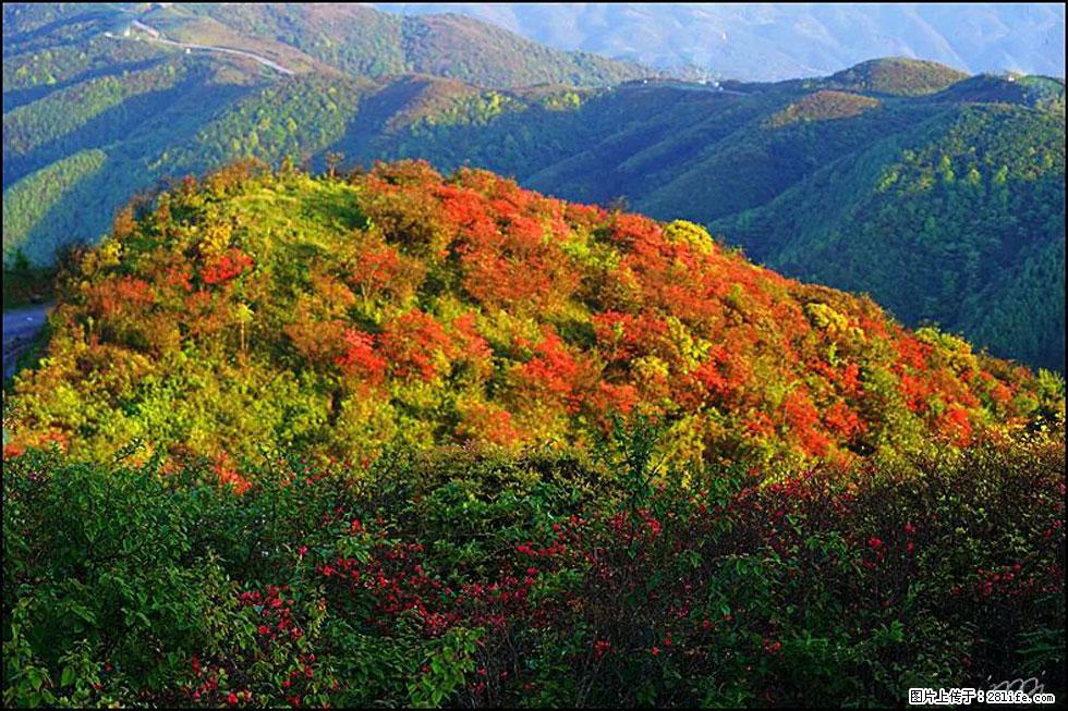 【春天，广西桂林灌阳县向您发出邀请！】春木界上映山红 - 游山玩水 - 吴忠生活社区 - 吴忠28生活网 wuzhong.28life.net