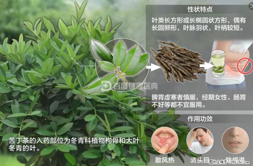 苦丁茶有哪些功效和作用 - 生活百科 - 吴忠生活社区 - 吴忠28生活网 wuzhong.28life.net
