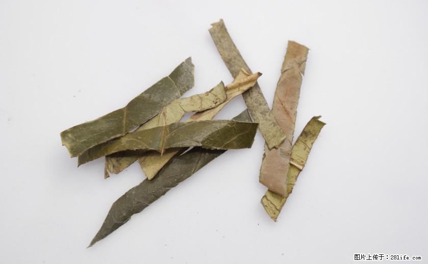苦丁茶有哪些功效和作用 - 生活百科 - 吴忠生活社区 - 吴忠28生活网 wuzhong.28life.net