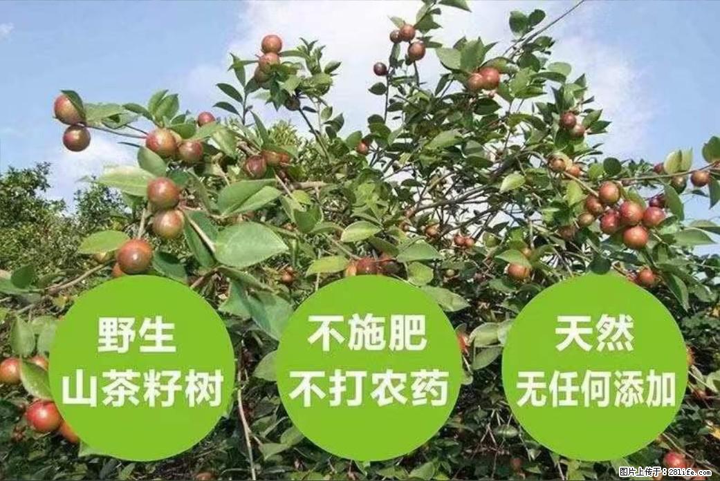 【灌阳县油茶产业示范区】一个有着充实的精神生活的人，对待身外之物自会有一种淡泊的态度 - 土特产 - 饮食特产 - 吴忠分类信息 - 吴忠28生活网 wuzhong.28life.net