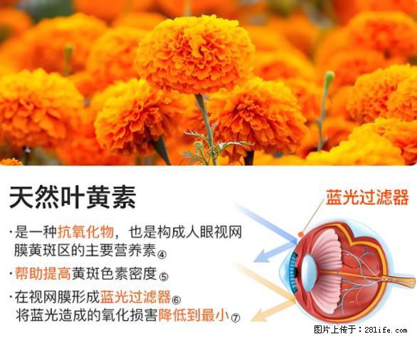 叶黄素有什么功效和作用 - 生活百科 - 吴忠生活社区 - 吴忠28生活网 wuzhong.28life.net