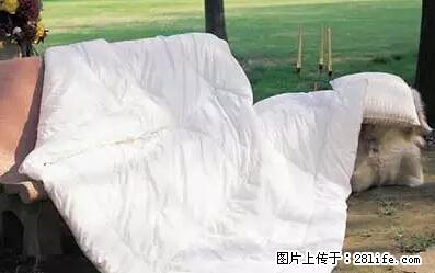 被子有异味?只要这样做,比晒太阳还强100倍! - 家居生活 - 吴忠生活社区 - 吴忠28生活网 wuzhong.28life.net