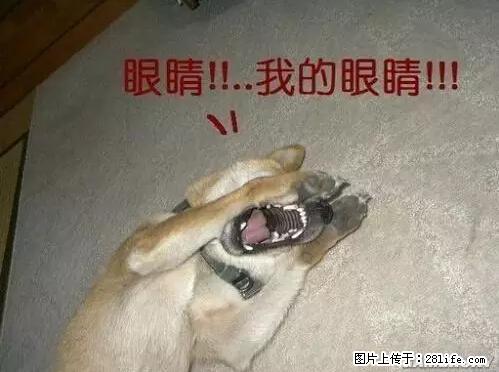 笑癫了！一女的怀孕三年未生，他终于忍不住了... - 娱乐八卦 - 吴忠生活社区 - 吴忠28生活网 wuzhong.28life.net