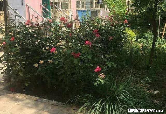 (单间出租)富康公寓楼12层1室1厅1卫 - 房屋出租 - 房屋租售 - 吴忠分类信息 - 吴忠28生活网 wuzhong.28life.net