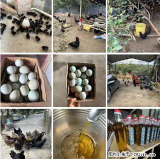 油茶园从小鸡仔开始养起的纯土鸡、土鸡蛋可以预定啦！还有前几天刚榨的纯山茶油哦 - 吴忠28生活网 wuzhong.28life.net