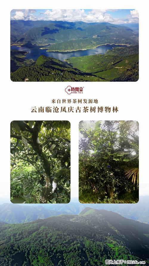 时间果百年古树2025年春红茶 - 购物交流 - 吴忠生活社区 - 吴忠28生活网 wuzhong.28life.net