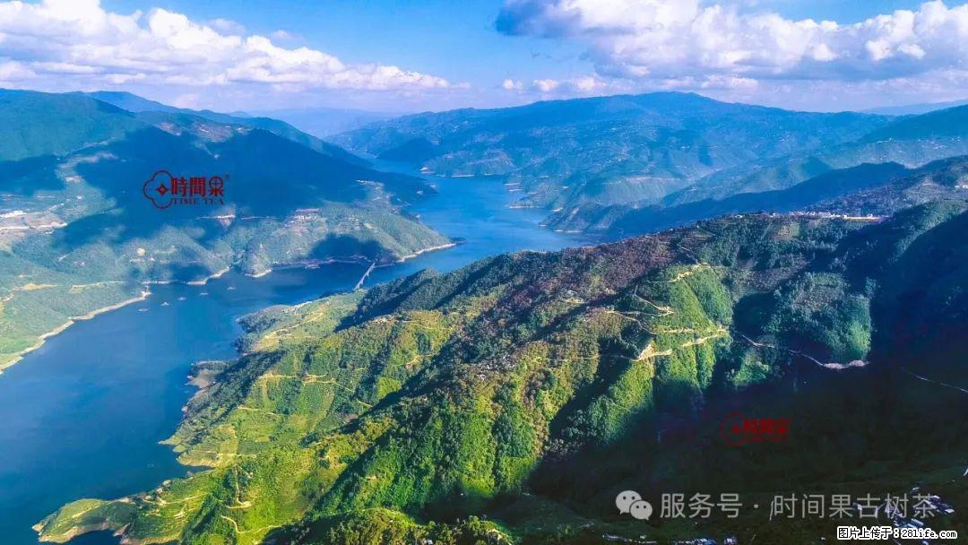 时间果百年古树龙珠普洱生茶 - 购物交流 - 吴忠生活社区 - 吴忠28生活网 wuzhong.28life.net