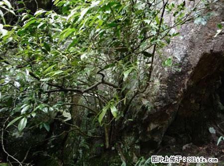 平乐石崖茶，珍贵仅次于金花茶 - 吴忠生活资讯 - 吴忠28生活网 wuzhong.28life.net