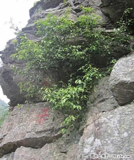 平乐石崖茶，珍贵仅次于金花茶 - 吴忠生活资讯 - 吴忠28生活网 wuzhong.28life.net