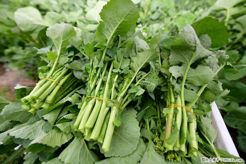 这些蔬菜是“天然钙片”，这6种被医生重点推荐 - 吴忠生活资讯 - 吴忠28生活网 wuzhong.28life.net